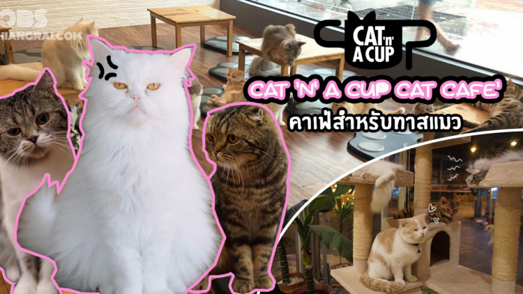 CAT 'n' A CUP Cat Cafe คาเฟ่สำหรับทาสแมว